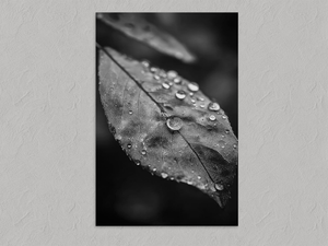 Rain Held Quietly – Monochrome Leaf Wall Art Print, unframed print with no border