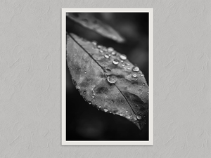Rain Held Quietly – Monochrome Leaf Wall Art Print, unframed print with a white border