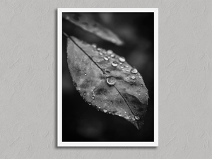 Rain Held Quietly – Monochrome Leaf Wall Art Print in a white frame, no mount