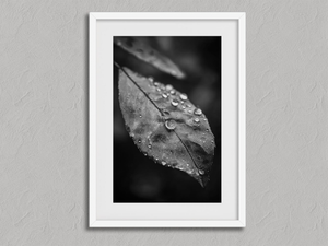 Rain Held Quietly – Monochrome Leaf Wall Art Print in a white frame with a mount