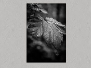 Rain on Leaf II – Black and White Botanical Wall Art Print, unframed print with no border