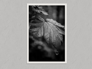 Rain on Leaf II – Black and White Botanical Wall Art Print, unframed print with a white border
