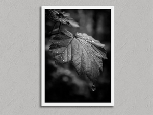 Rain on Leaf II – Black and White Botanical Wall Art Print in a white frame, no mount