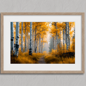 Framed wall art of silver birch trees glowing in golden light. A minimalist woodland print that brings calm and balance.