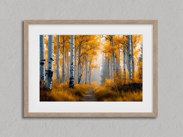 Framed wall art of silver birch trees glowing in golden light. A minimalist woodland print that brings calm and balance.