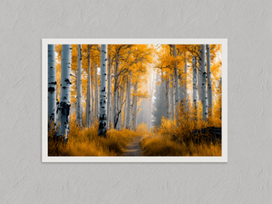 Silver Birch Reverie – Silver Birch Wall Art Print, unframed print with a white border