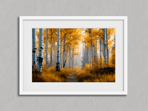 Silver Birch Reverie – Silver Birch Wall Art Print in a white frame with a mount