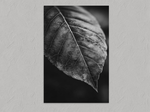 Study in Vein – Black and White Leaf Wall Art Print, unframed print with no border