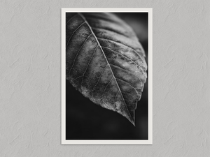 Study in Vein – Black and White Leaf Wall Art Print, unframed print with a white border