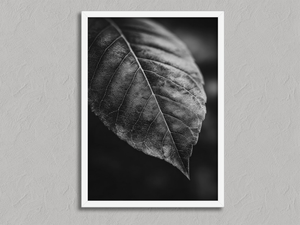 Study in Vein – Black and White Leaf Wall Art Print in a white frame, no mount
