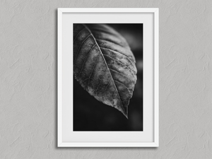 Study in Vein – Black and White Leaf Wall Art Print in a white frame with a mount