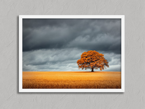 The Last Oak – Autumn Tree Wall Art Print in a white frame, no mount