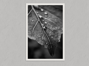 Vein and Rain – Monochrome Leaf Wall Art Print, unframed print with a white border