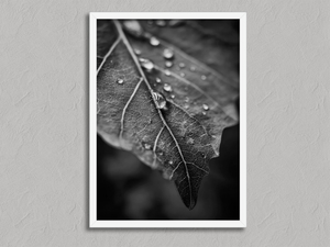 Vein and Rain – Monochrome Leaf Wall Art Print in a white frame, no mount