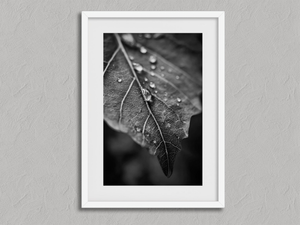 Vein and Rain – Monochrome Leaf Wall Art Print in a white frame with a mount