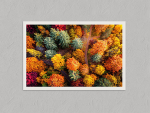 Woodland Mosaic – Aerial Autumn Forest Wall Art Print, unframed print with a white border