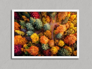 Woodland Mosaic – Aerial Autumn Forest Wall Art Print in a white frame, no mount