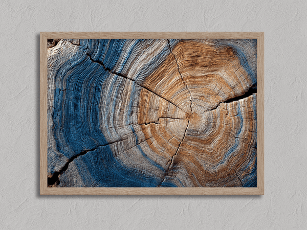 Framed fine art print of tree rings in horizontal view. A textured wall artwork that captures the memory and rhythm of the earth.