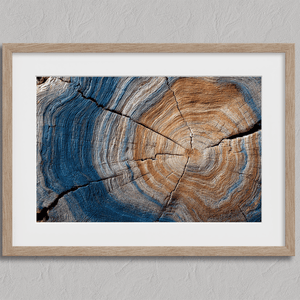 Framed fine art print of tree rings in horizontal view. A textured wall artwork that captures the memory and rhythm of the earth.