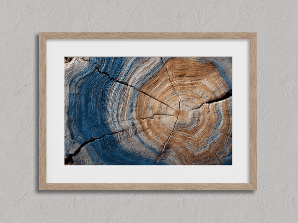 Framed fine art print of tree rings in horizontal view. A textured wall artwork that captures the memory and rhythm of the earth.