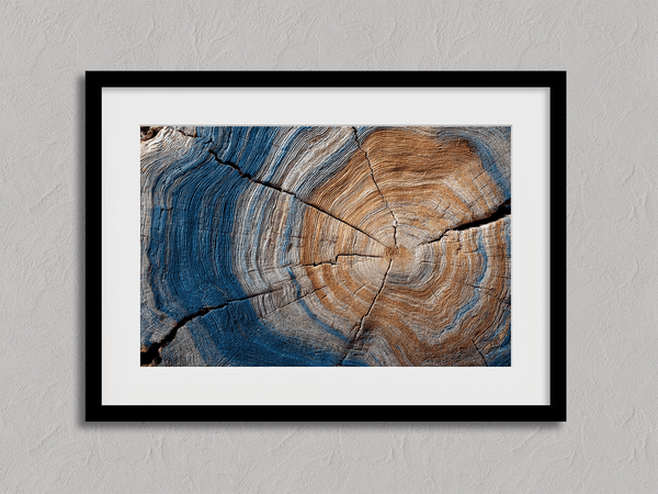 Framed fine art print of tree rings in horizontal view. A textured wall artwork that captures the memory and rhythm of the earth.