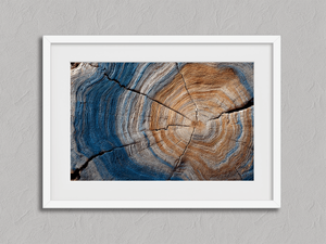 Years of the Earth – Horizontal Tree Ring Wall Art in a white frame with a mount