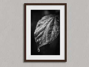After Rain shown in a walnut frame with a white border or mount.