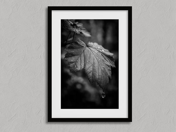 Rain on Leaf II shown in a black frame with a white border or mount.