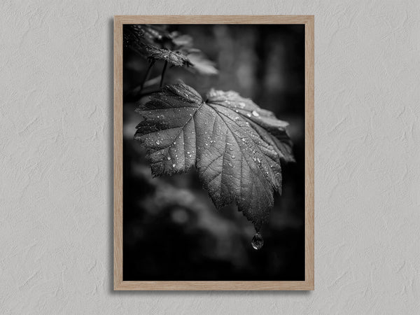 Rain on Leaf II shown in an oak frame without a border or mount.