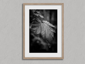Rain on Leaf II shown in an oak frame with a white border or mount.