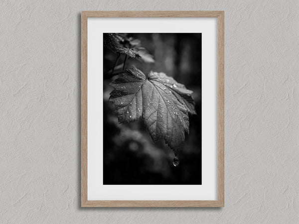 Rain on Leaf II shown in an oak frame with a white border or mount.