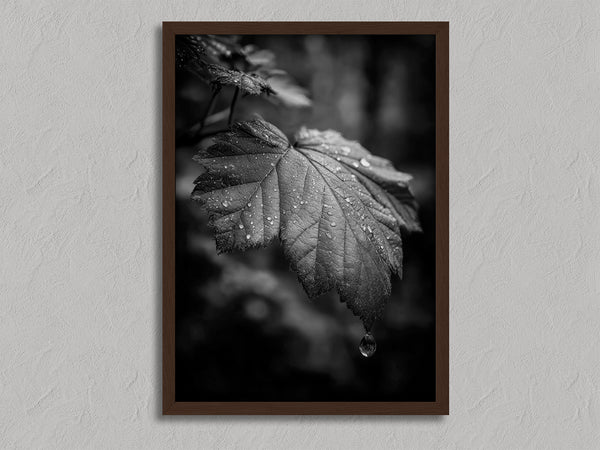 Rain on Leaf II shown in a walnut frame without a border or mount.