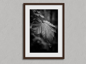 Rain on Leaf II shown in a walnut frame with a white border or mount.