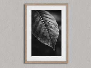 Study in Vein shown in an oak frame with a white border or mount.