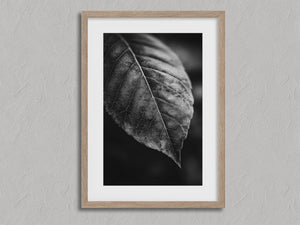 Study in Vein shown in an oak frame with a white border or mount.