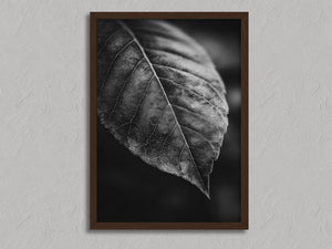 Study in Vein shown in a walnut frame without a border or mount.