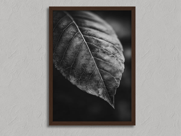 Study in Vein shown in a walnut frame without a border or mount.