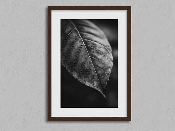 Study in Vein shown in a walnut frame with a white border or mount.