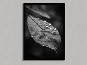Rain Held Quietly shown in a black frame without a border or mount.