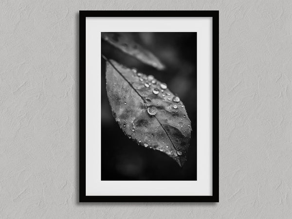 Rain Held Quietly shown in a black frame with a white border or mount.