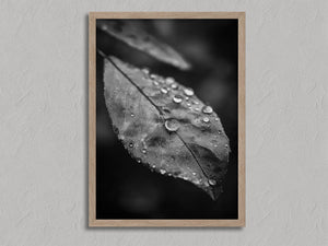 Rain Held Quietly shown in an oak frame without a border or mount.