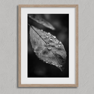 Rain Held Quietly shown in an oak frame with a white border or mount.