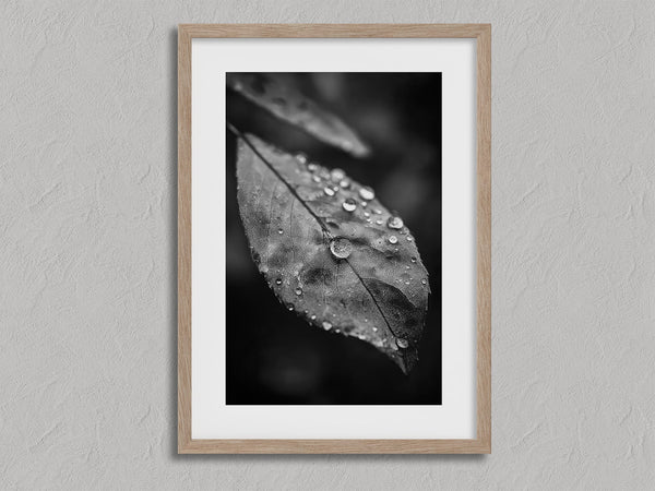 Rain Held Quietly shown in an oak frame with a white border or mount.