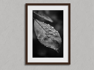 Rain Held Quietly shown in a walnut frame with a white border or mount.