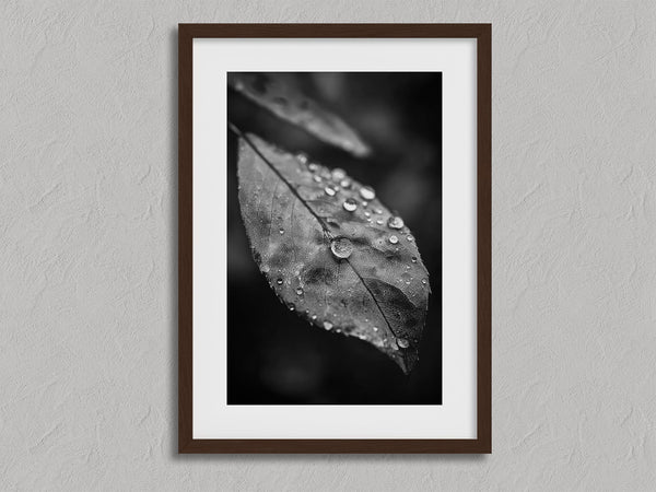 Rain Held Quietly shown in a walnut frame with a white border or mount.