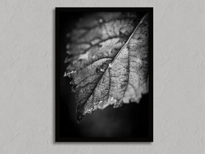Leaf Study shown in a black frame without a border or mount.