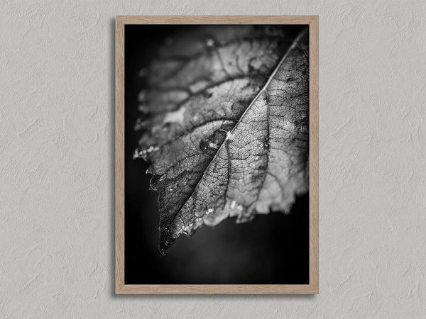 Leaf Study shown in an oak frame without a border or mount.