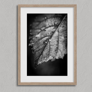 Leaf Study shown in an oak frame with a white border or mount.