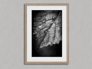 Leaf Study shown in an oak frame with a white border or mount.