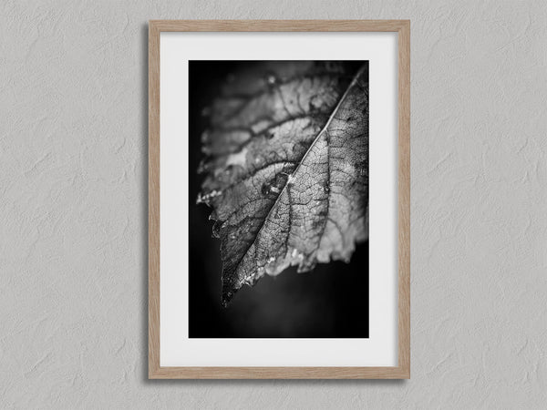 Leaf Study shown in an oak frame with a white border or mount.
